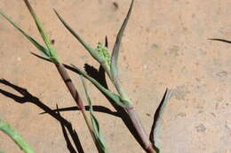 Image of Creeping grass