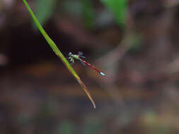 Image of Rhinagrion macrocephalum (Selys 1862)