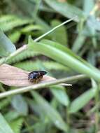 Imagem de Pachyanthidium bouyssoui (Vachal 1903)