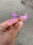 Tulbaghia violacea Harv. resmi