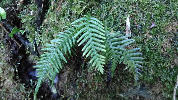 Image of Oreogrammitis curtisii