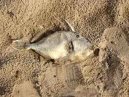 Image of Triggerfish