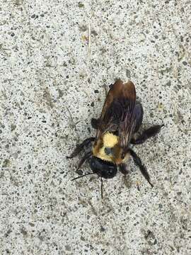 Image of Xylocopa virginica virginica (Linnaeus 1771)