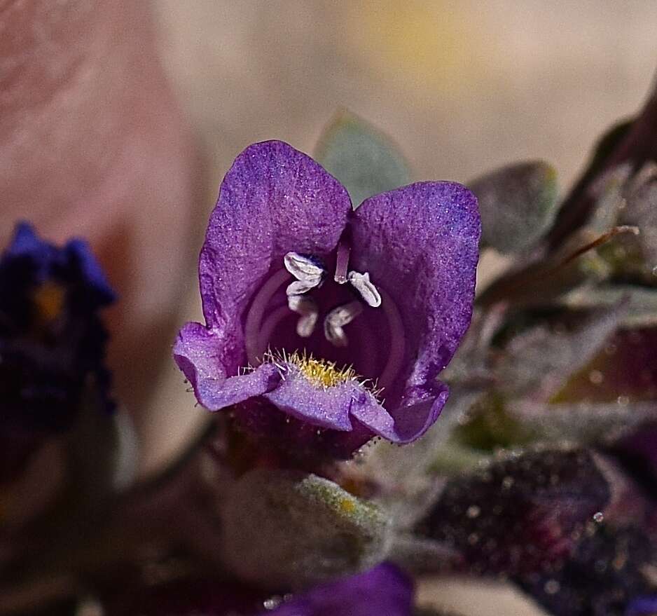 Image of Jaeger's beardtongue