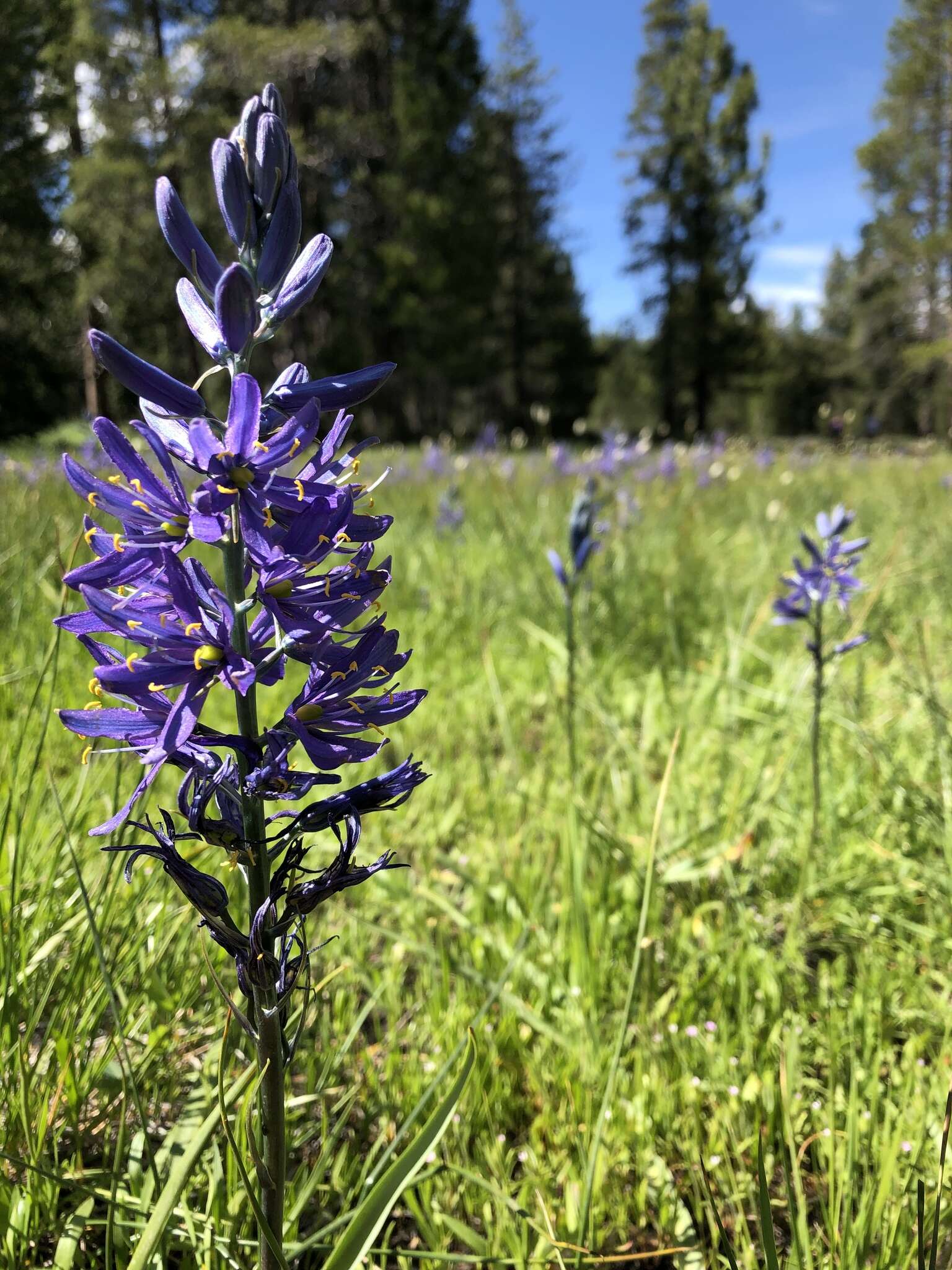 Imagem de Camassia quamash subsp. breviflora Gould