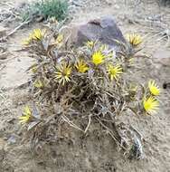 Image of Carlina racemosa L.