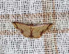 Image of Idaea impexa Butler 1879