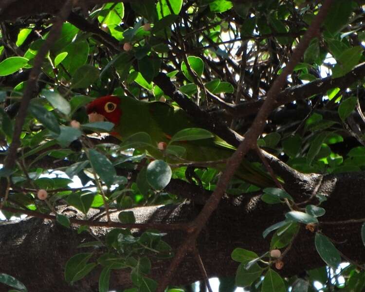 Image of Red-masked Conure