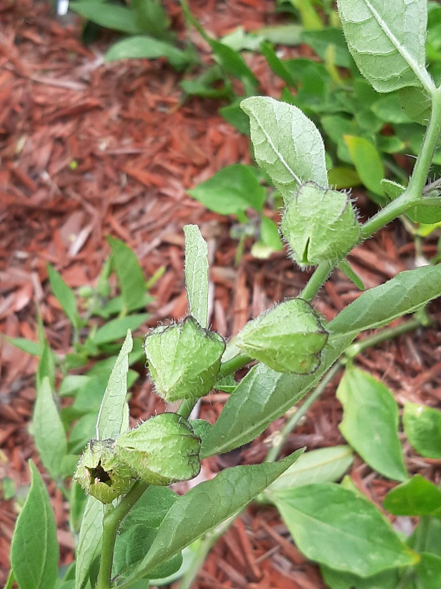 Image of sword groundcherry