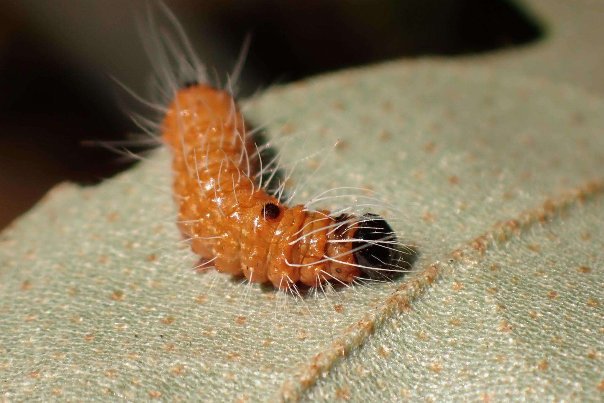 Image of Acronicta pruinosa Guenée 1852