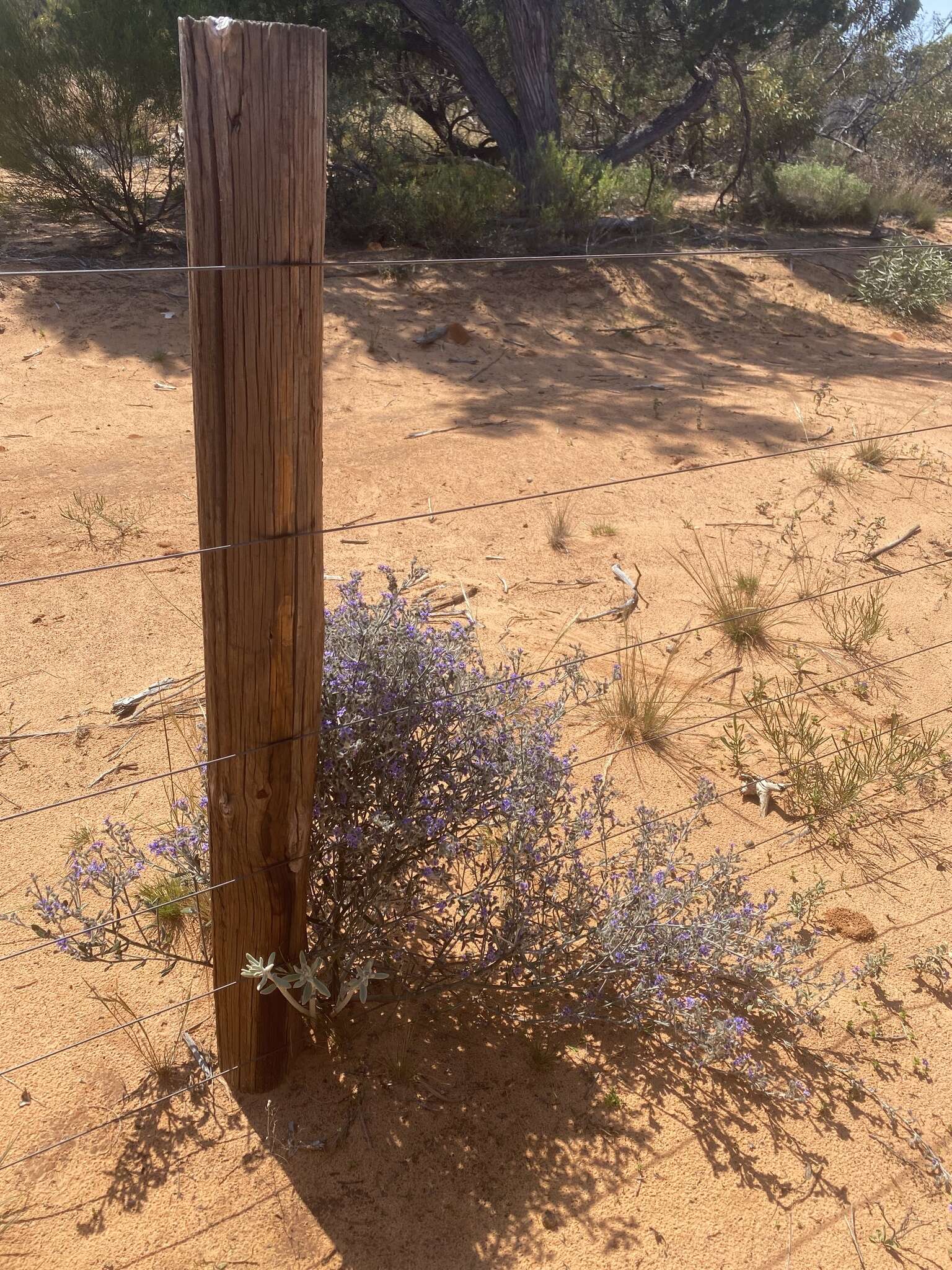 Image of Dampiera lanceolata var. lanceolata