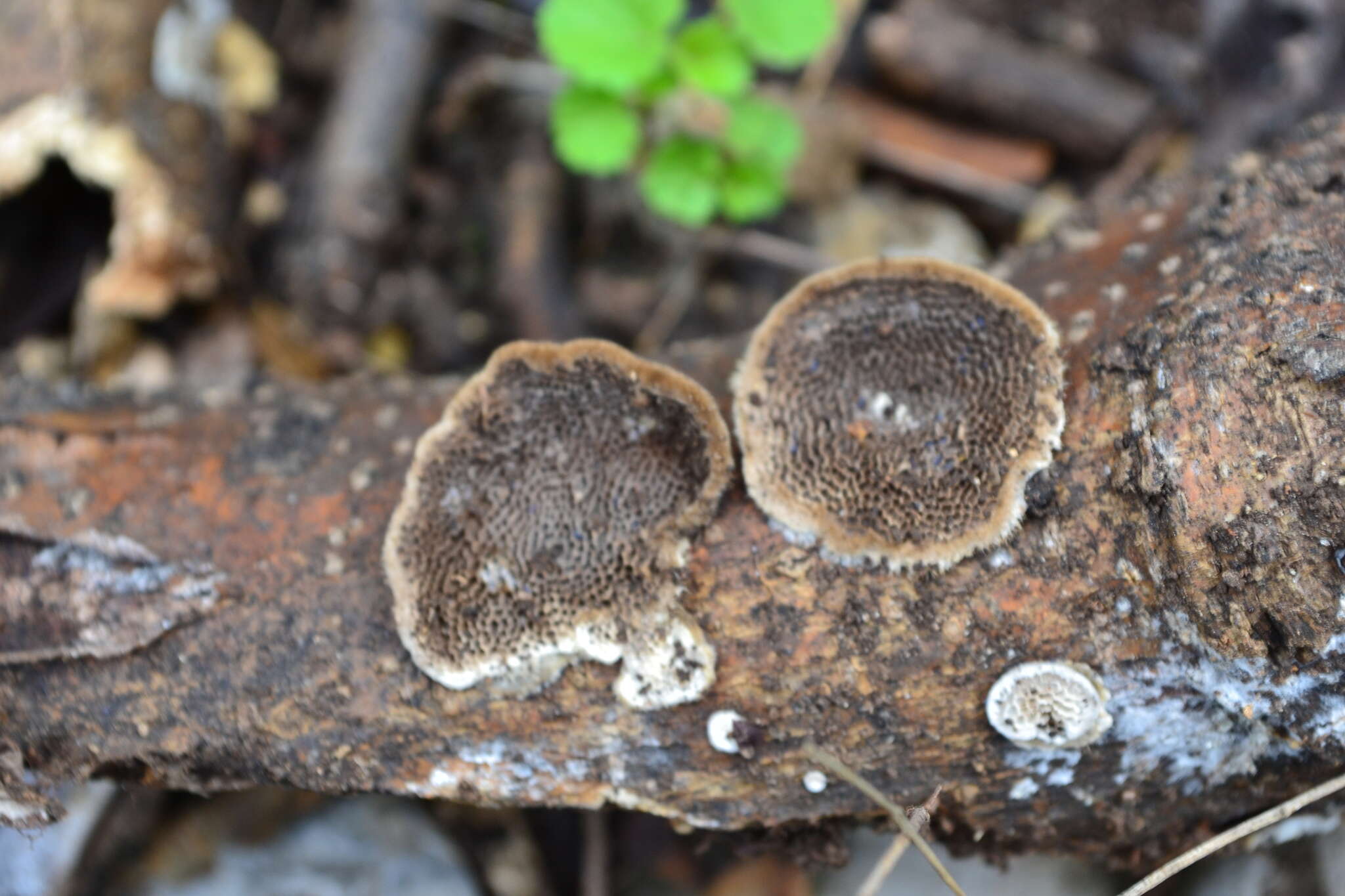 Sivun Trametes villosa (Sw.) Kreisel 1971 kuva