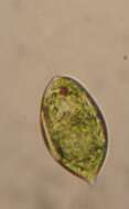 Image of Lepocinclis ovum