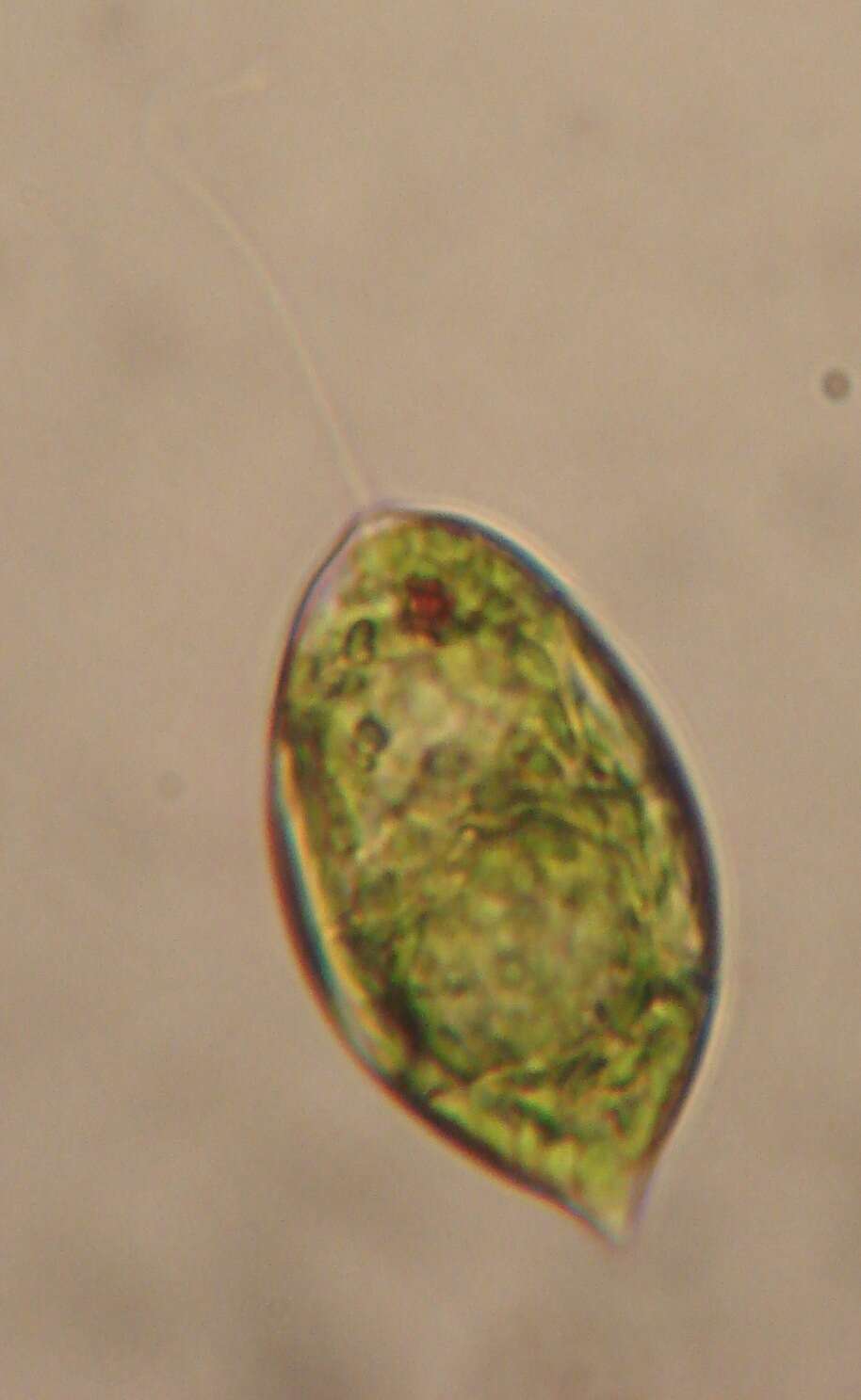 Image de Lepocinclis ovum