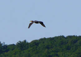 Plancia ëd Phalacrocorax auritus (Lesson & R 1831)