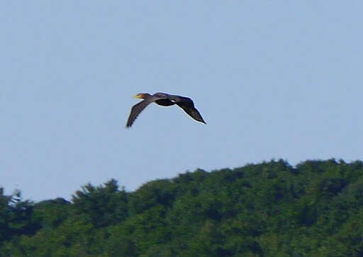 Image of Double-crested Cormorant