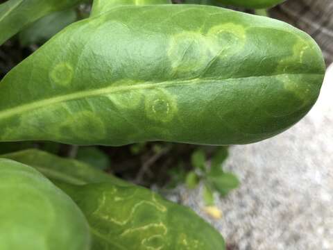 Image of Cucumber mosaic virus