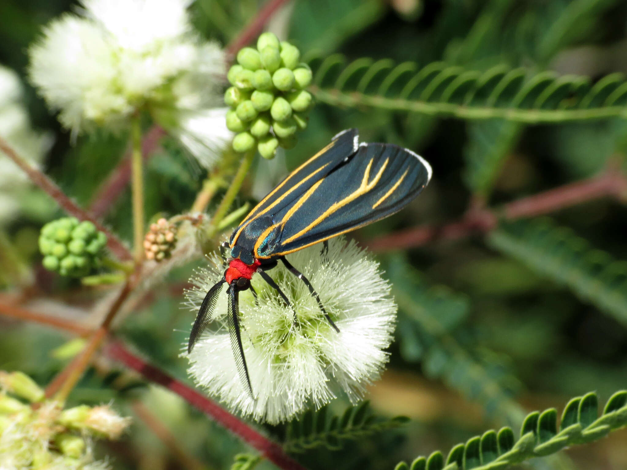 Imagem de Ctenucha venosa Walker 1854