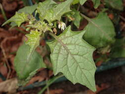 Image of hoe nightshade