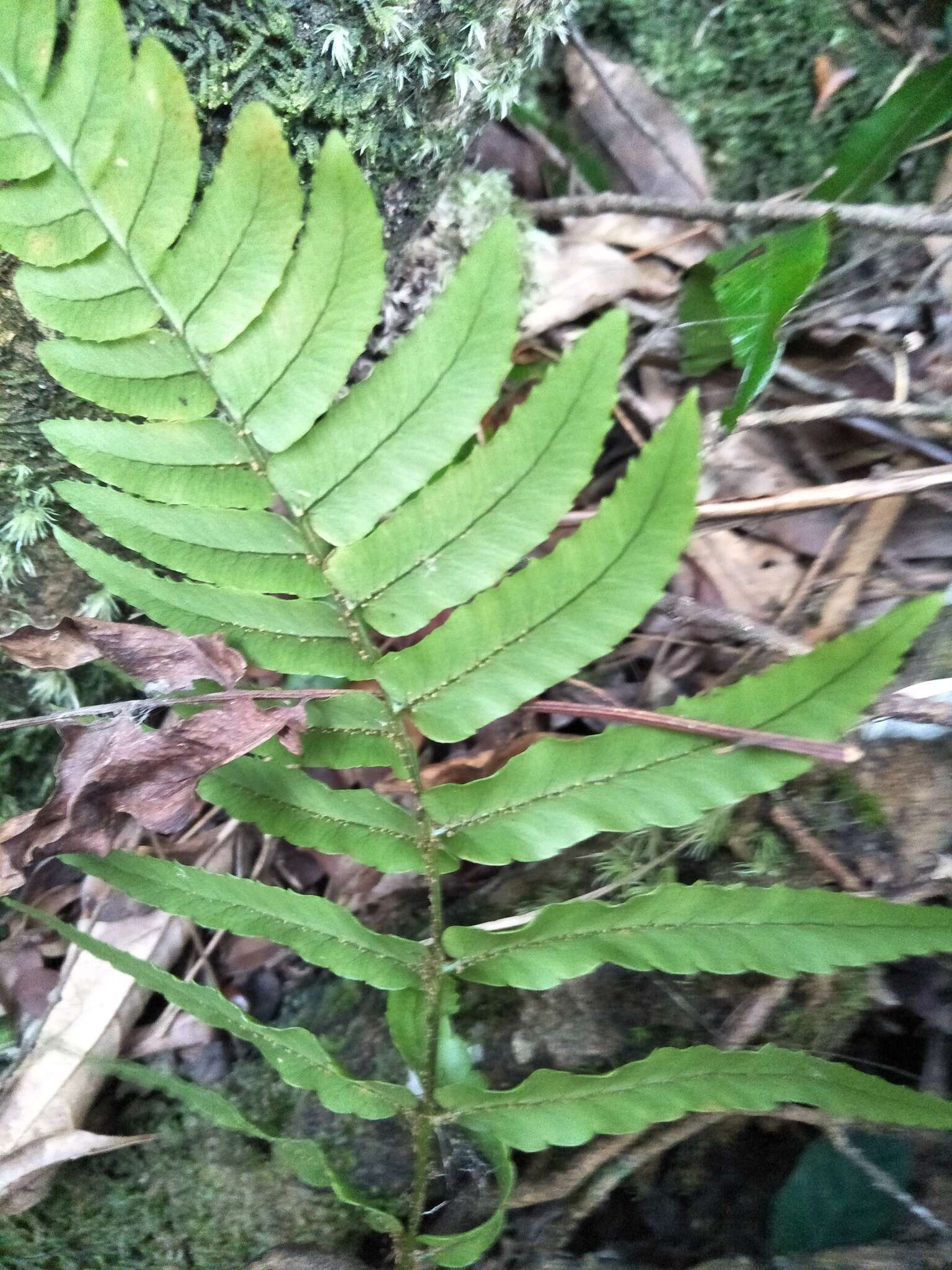 Sivun Dryopteris decipiens (Hook.) O. Kuntze kuva