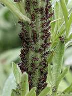 Image of Aphid