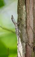 Imagem de Anolis angusticeps Hallowell 1856