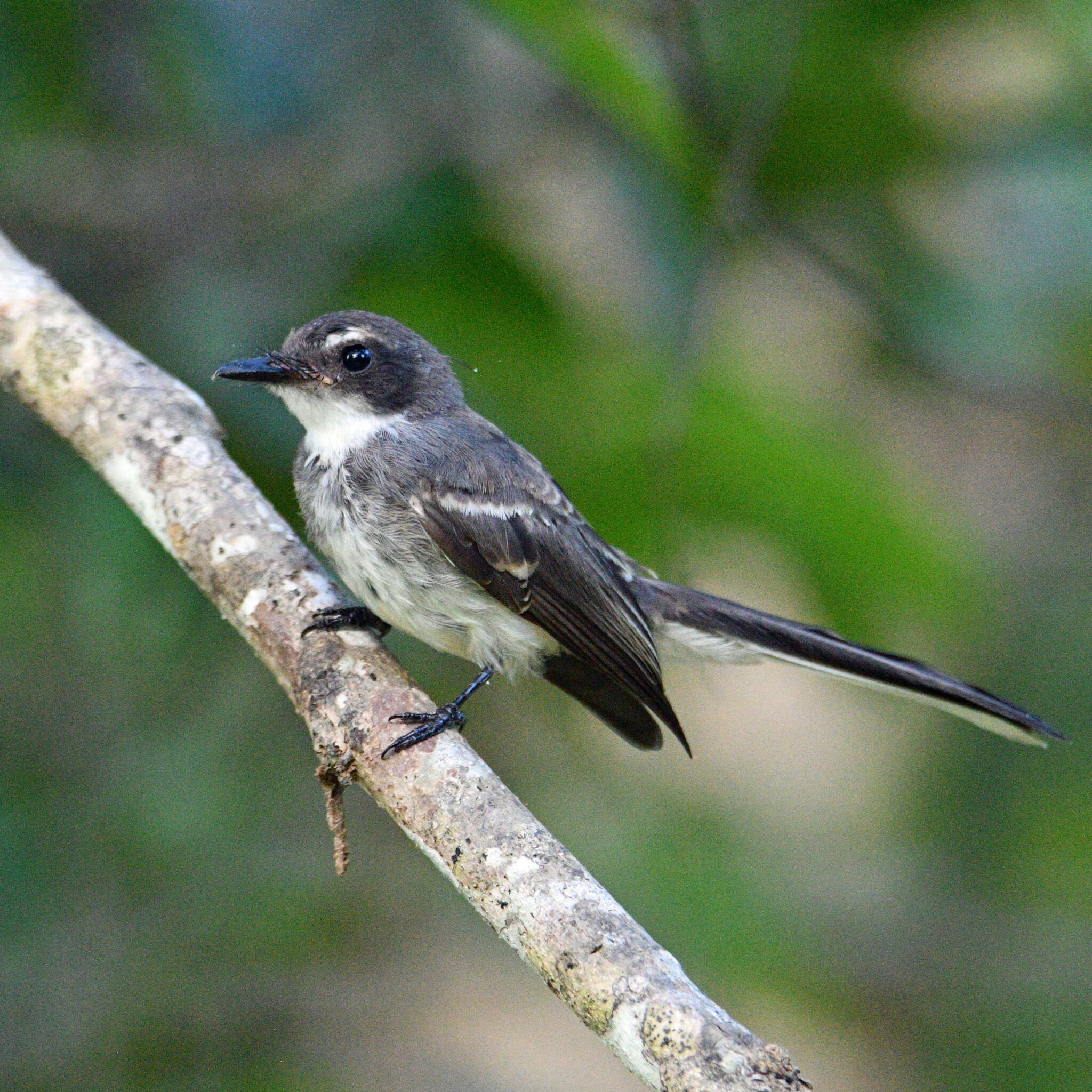 Image of Northern Fantail