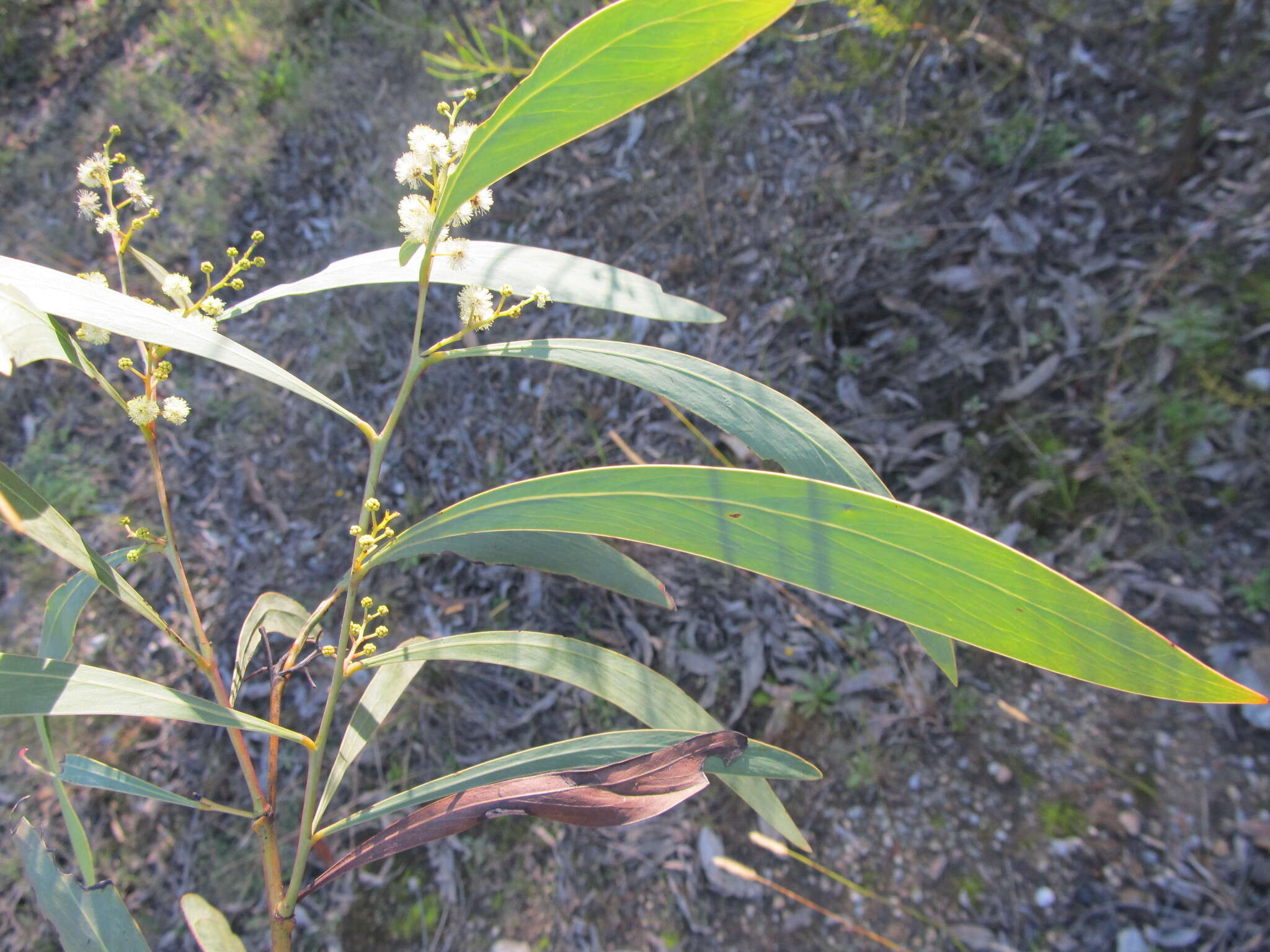 Слика од Acacia falcata Willd.