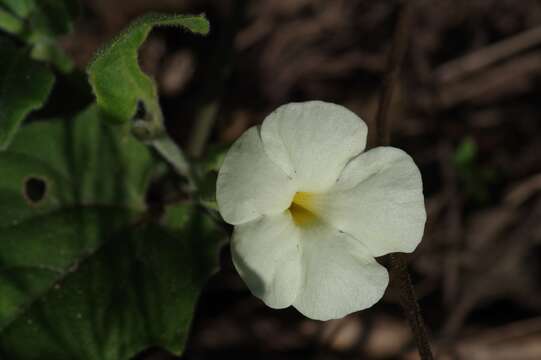 Image of Thunbergia amoena C. B. Cl.