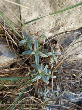 Image of Helianthemum stevenii Rupr. ex Juzepczuk & Pozd.