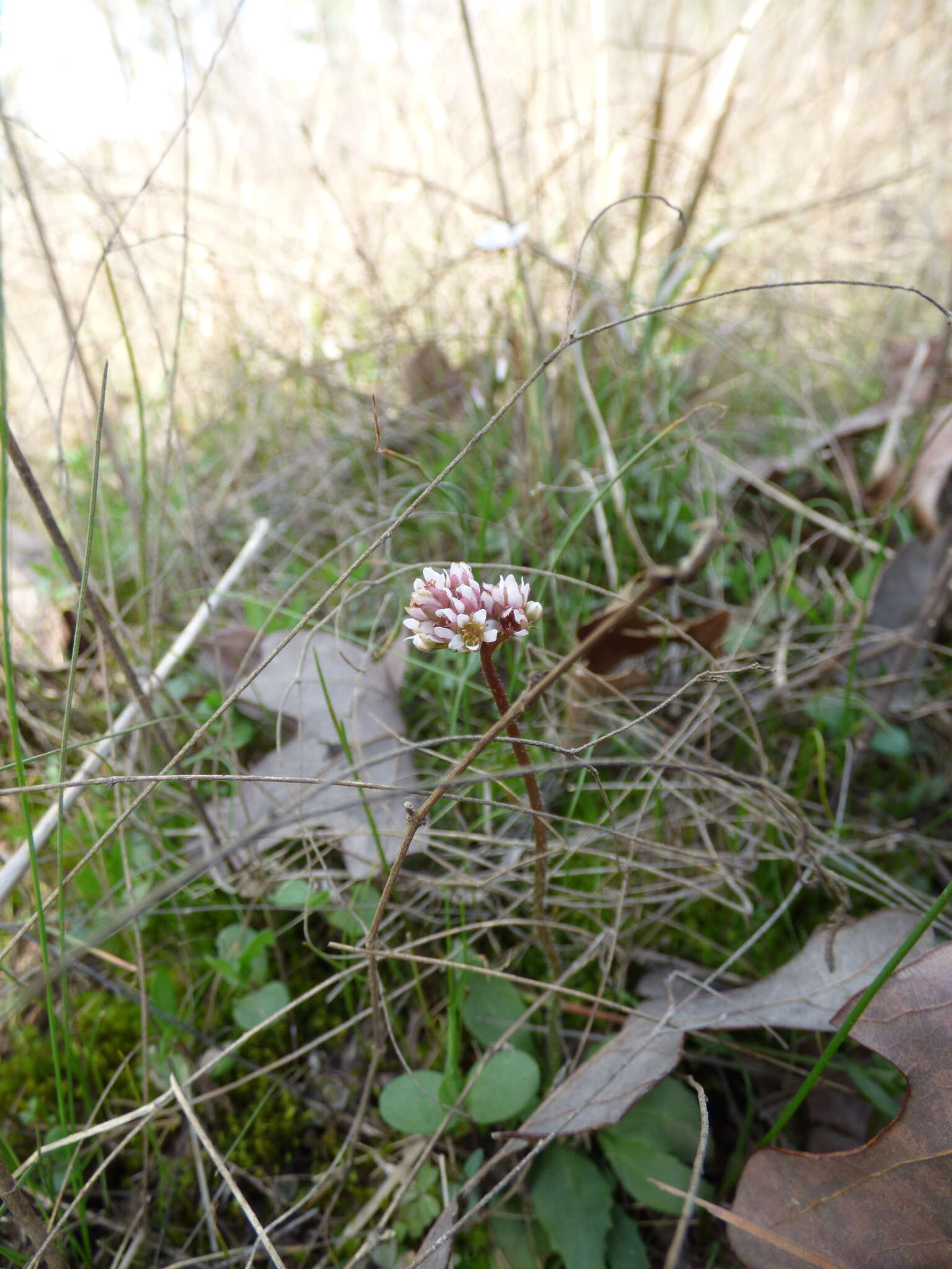 Plancia ëd Micranthes texana (Buckl.) Small