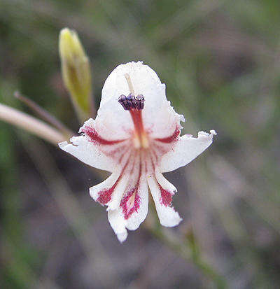 Image of Gladiolus engysiphon G. J. Lewis