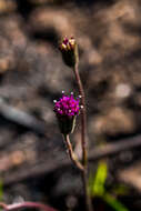 Sivun Senecio variabilis Sch. Bip. kuva