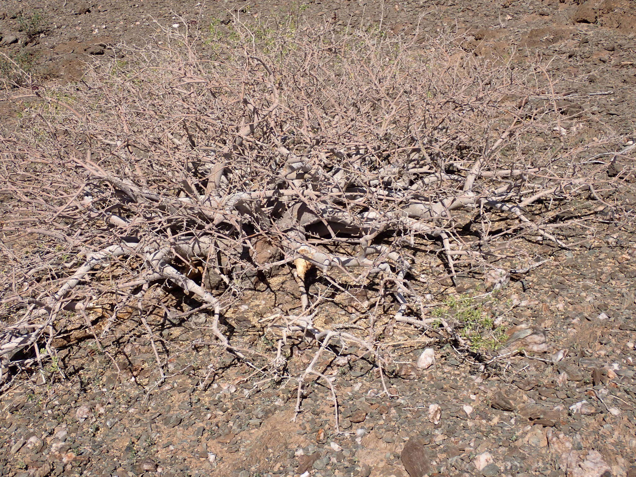 Plancia ëd Commiphora saxicola Engl.