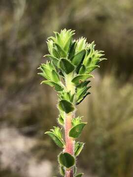 Image of Diosma awilana I. Williams