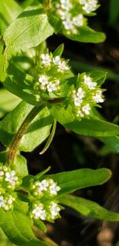 Image of Italian cornsalad