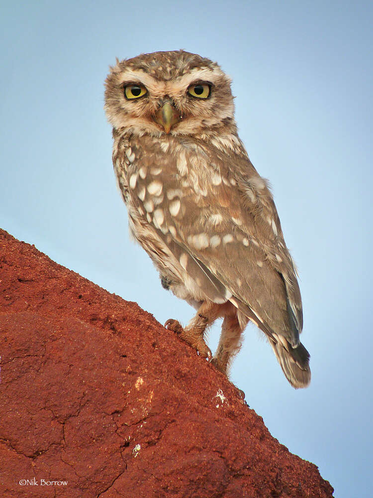 Image of Athene noctua somaliensis Reichenow 1905