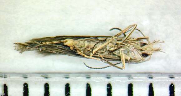 Image of Isophrictis striatella