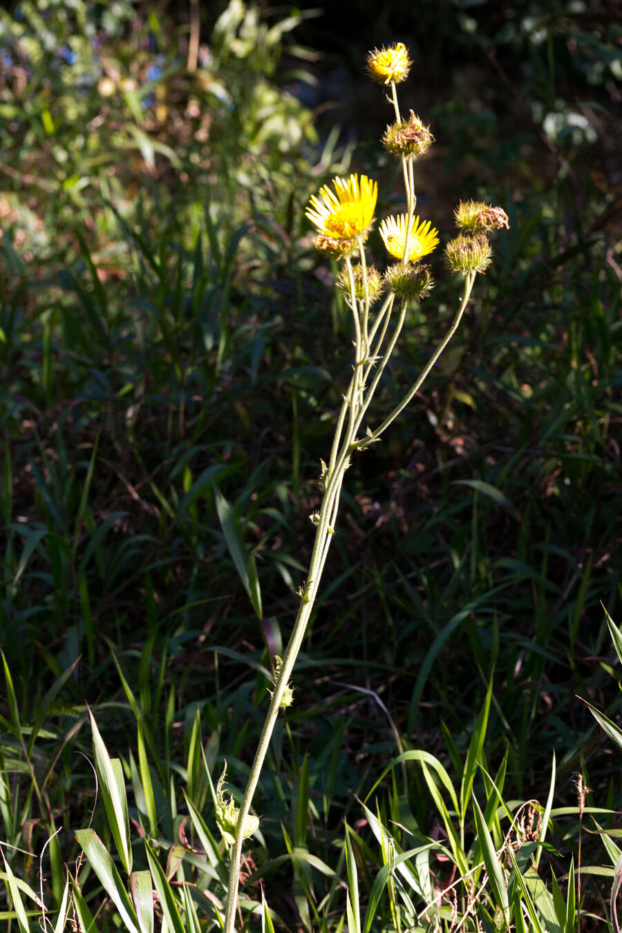 Image of Berkheya speciosa (DC.) O. Hoffm.