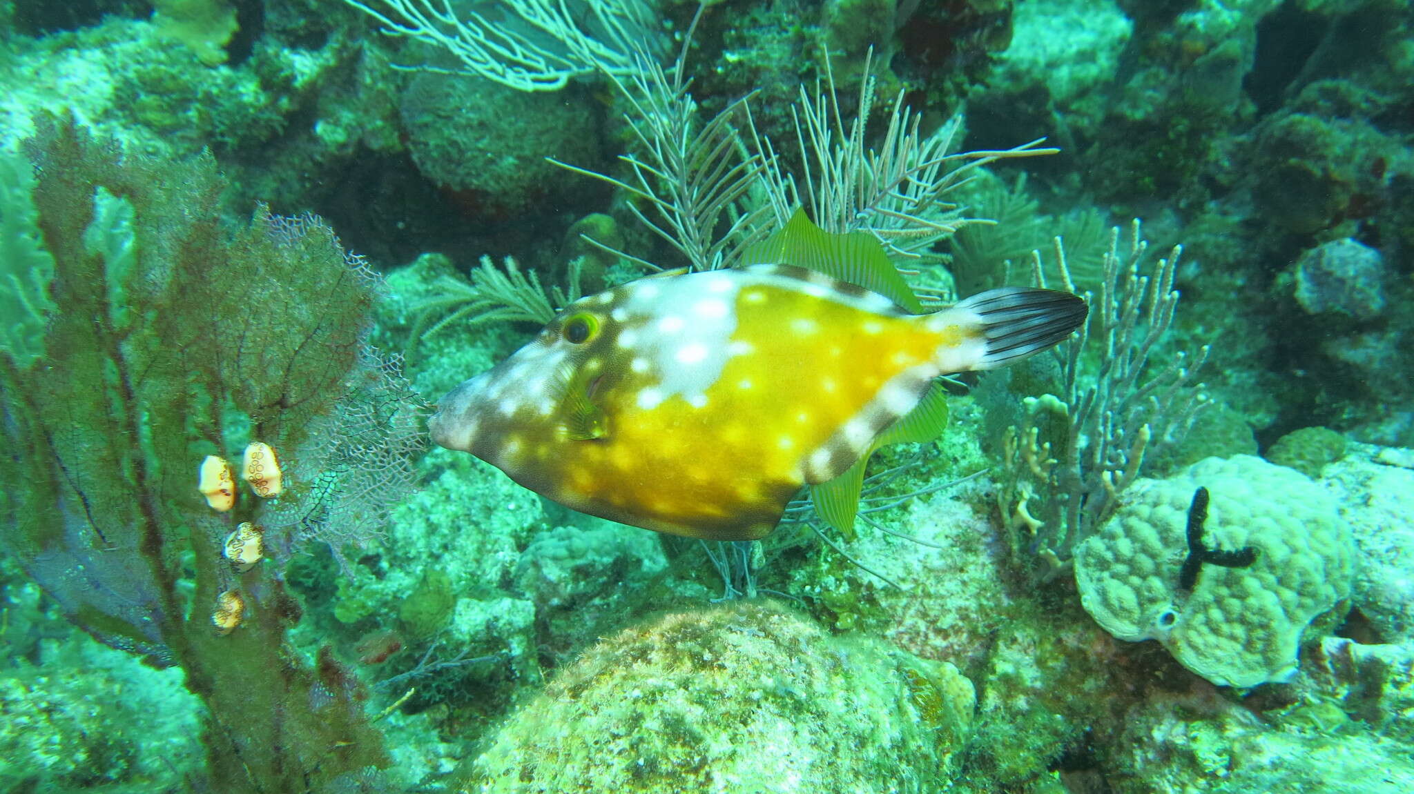 Image of Whitespotted Filefish