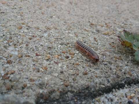 Image of Pleuroloma pinicola Shelley 1980