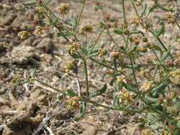 Image of spotted buckwheat