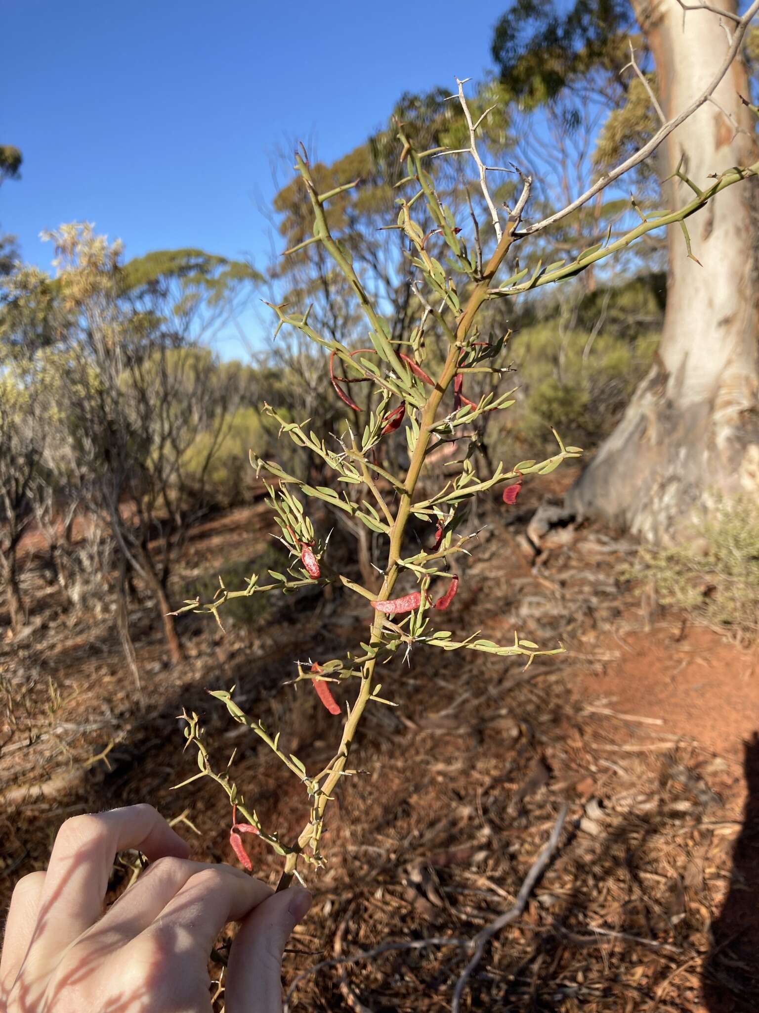 Acacia erinacea Benth.的圖片