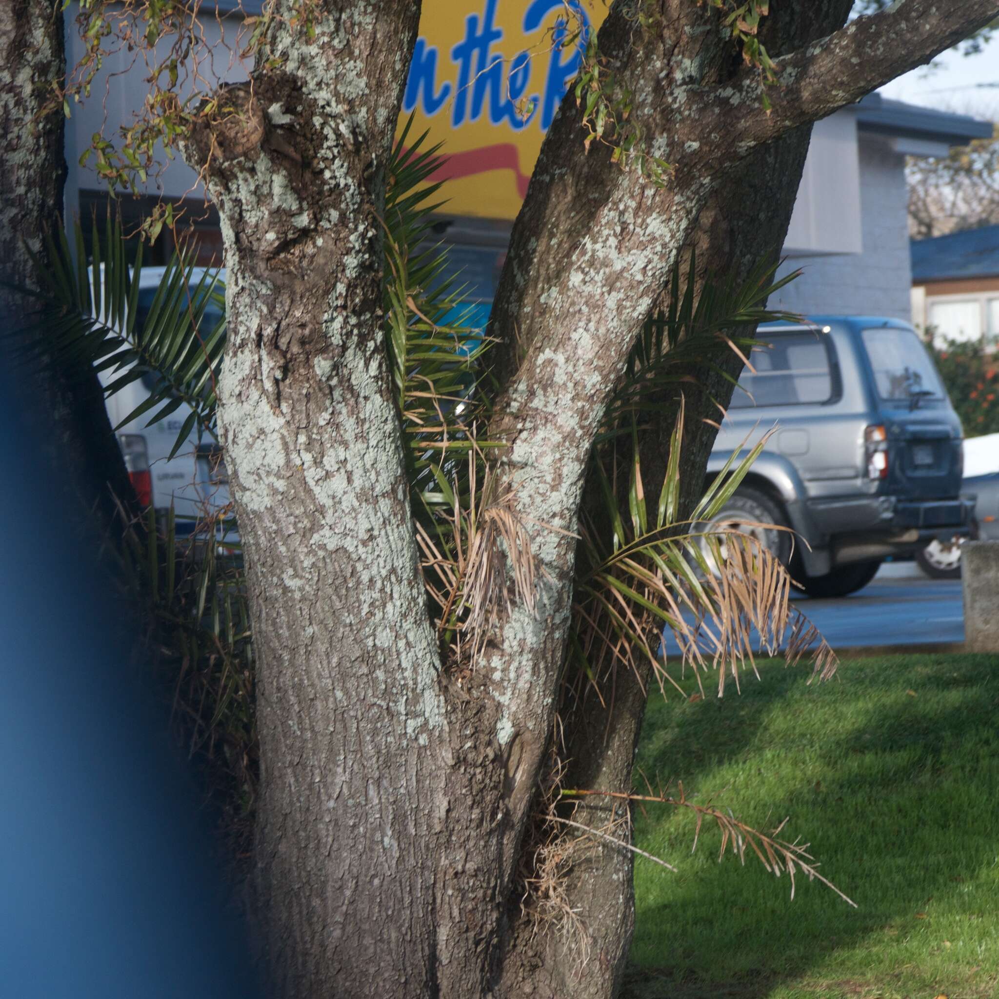 Image of Canary Island date palm