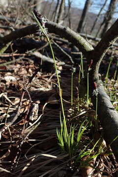 Image of spring-sedge