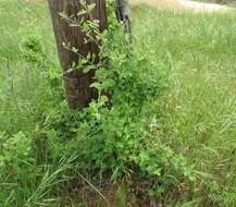 Image of Texas nightshade