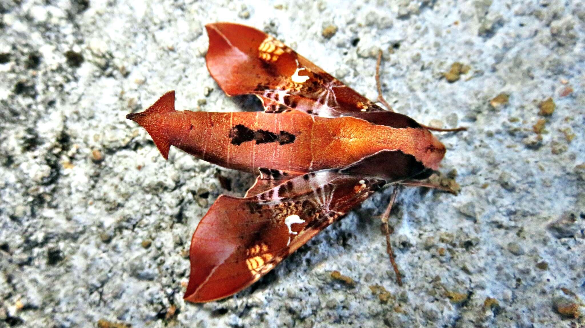 Image of Callionima inuus (Rothschild & Jordan 1903)