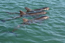 Image of pygmy killer whale