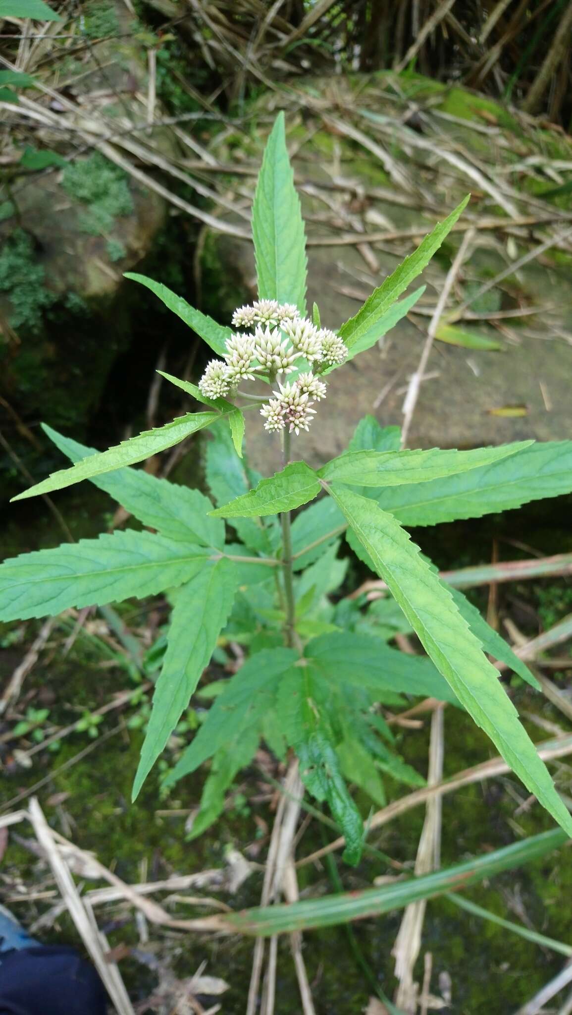 Image of Eupatorium formosanum Hayata