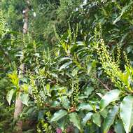 Image of Azores laurel cherry